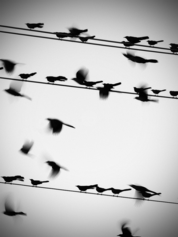 birds