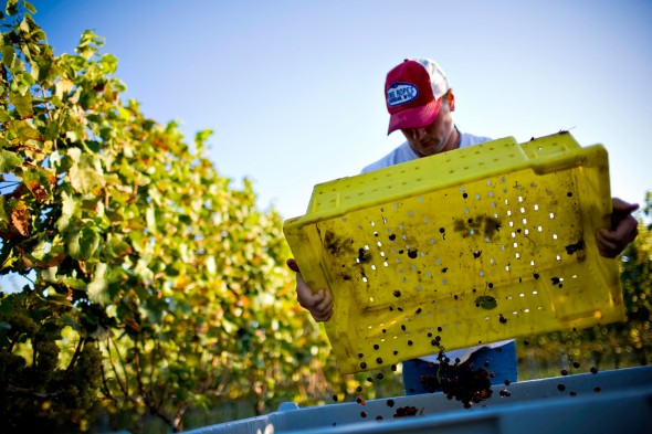 ncWineriesDClr#42779